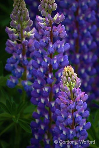 Backlit Lupin_49894.jpg - Photographed near Sault Ste. Marie, Ontario, Canada.